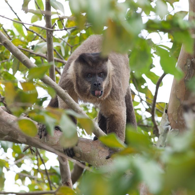 Pousada Araras Pantanal Eco Lodge Carvoalzinho Eksteriør bilde