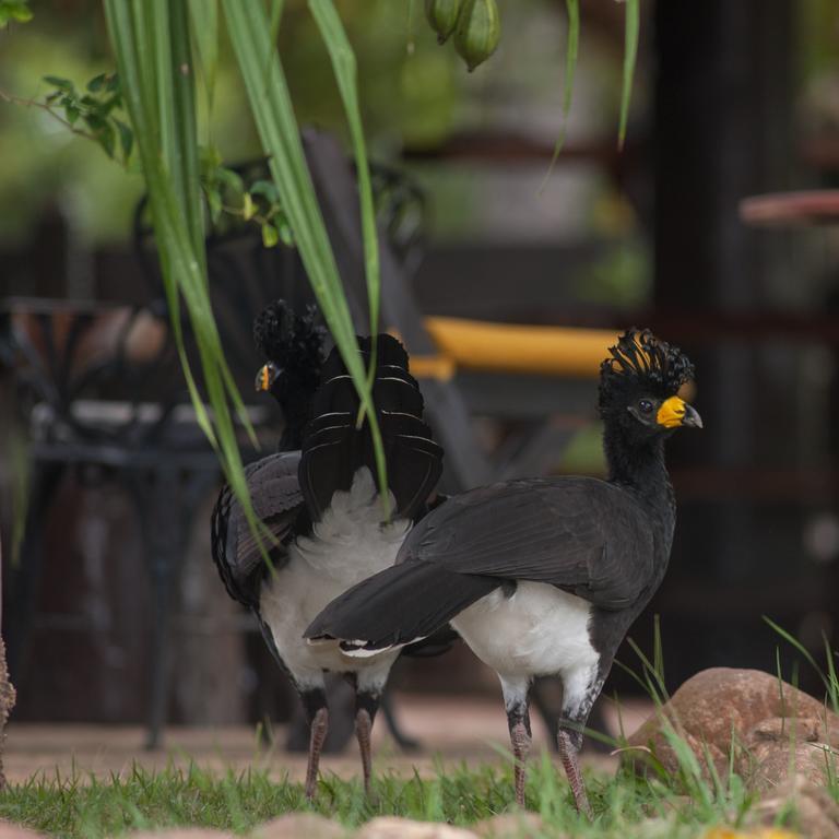 Pousada Araras Pantanal Eco Lodge Carvoalzinho Eksteriør bilde
